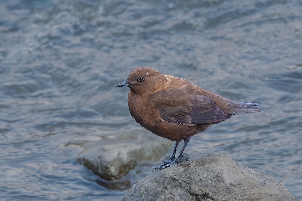 Brown Dipper - ML547864861