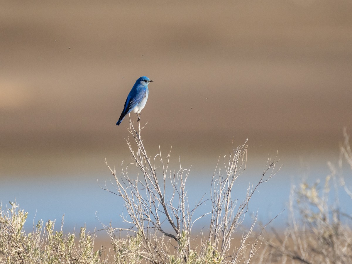 Mountain Bluebird - ML547865771