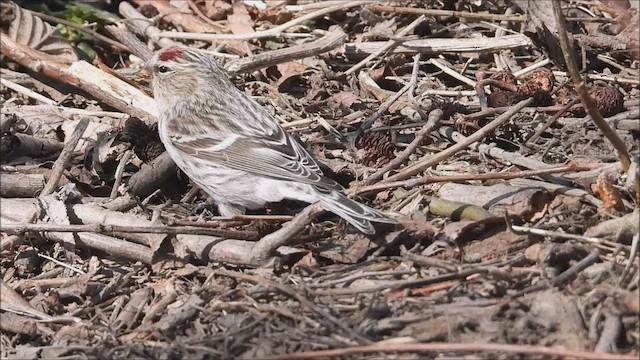 Hoary Redpoll - ML547865781