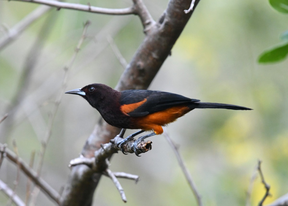 Martinique Oriole - ML547866881