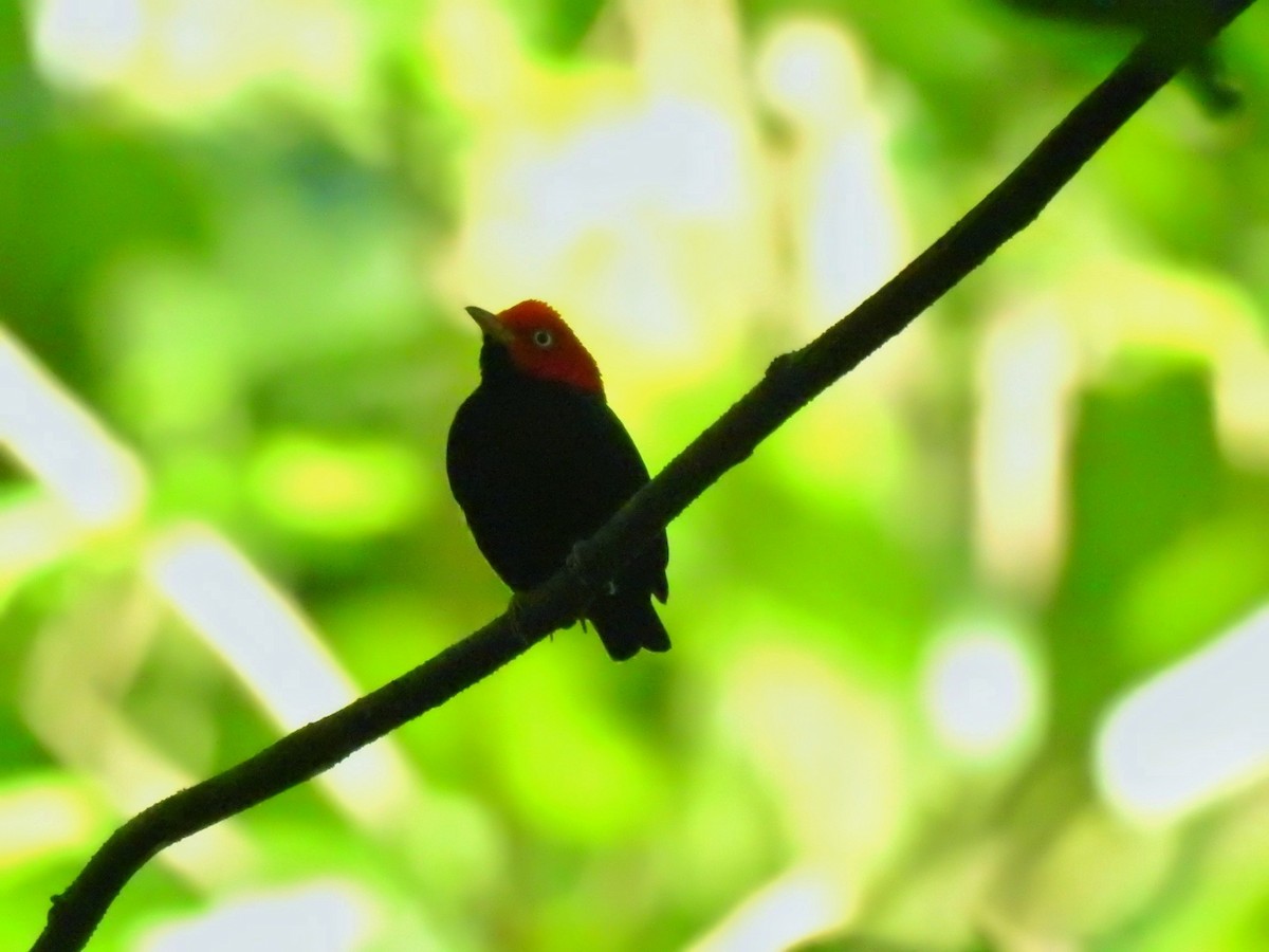 Red-capped Manakin - ML547867781