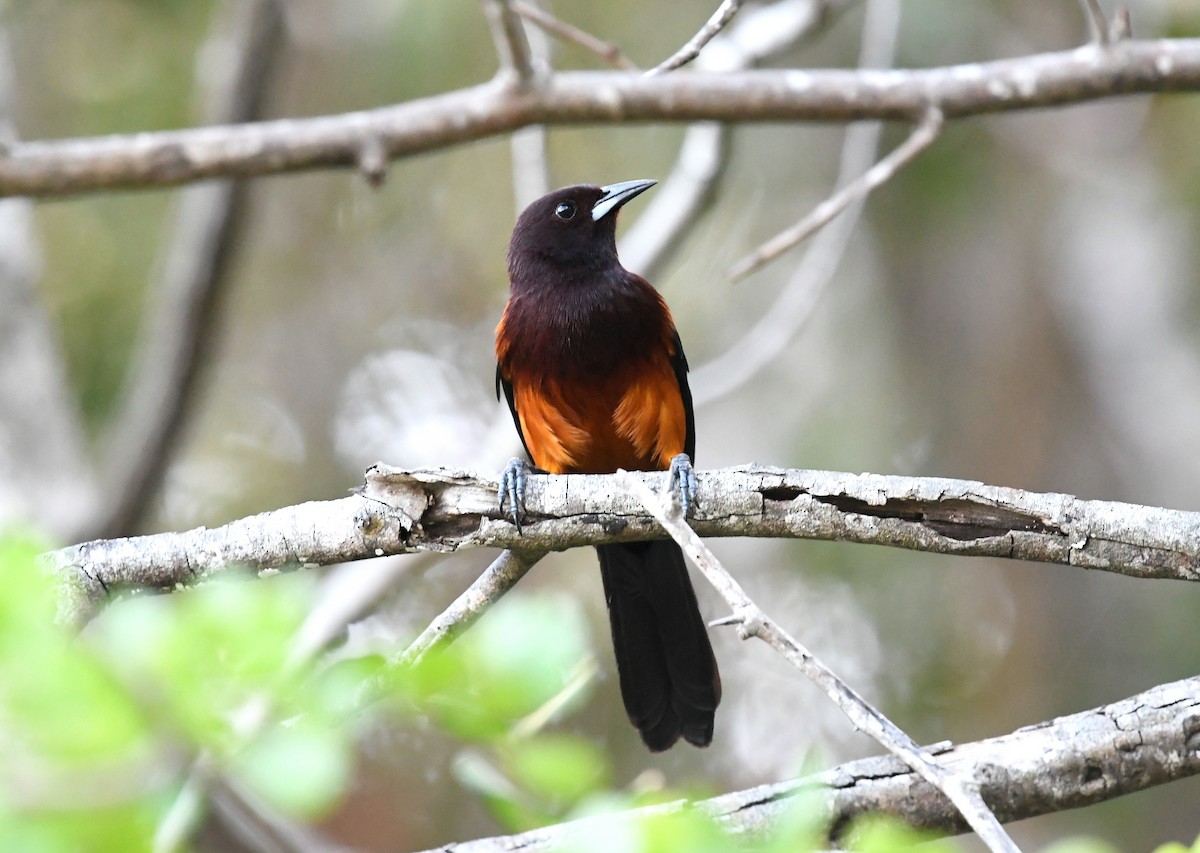 Martinique Oriole - ML547867851