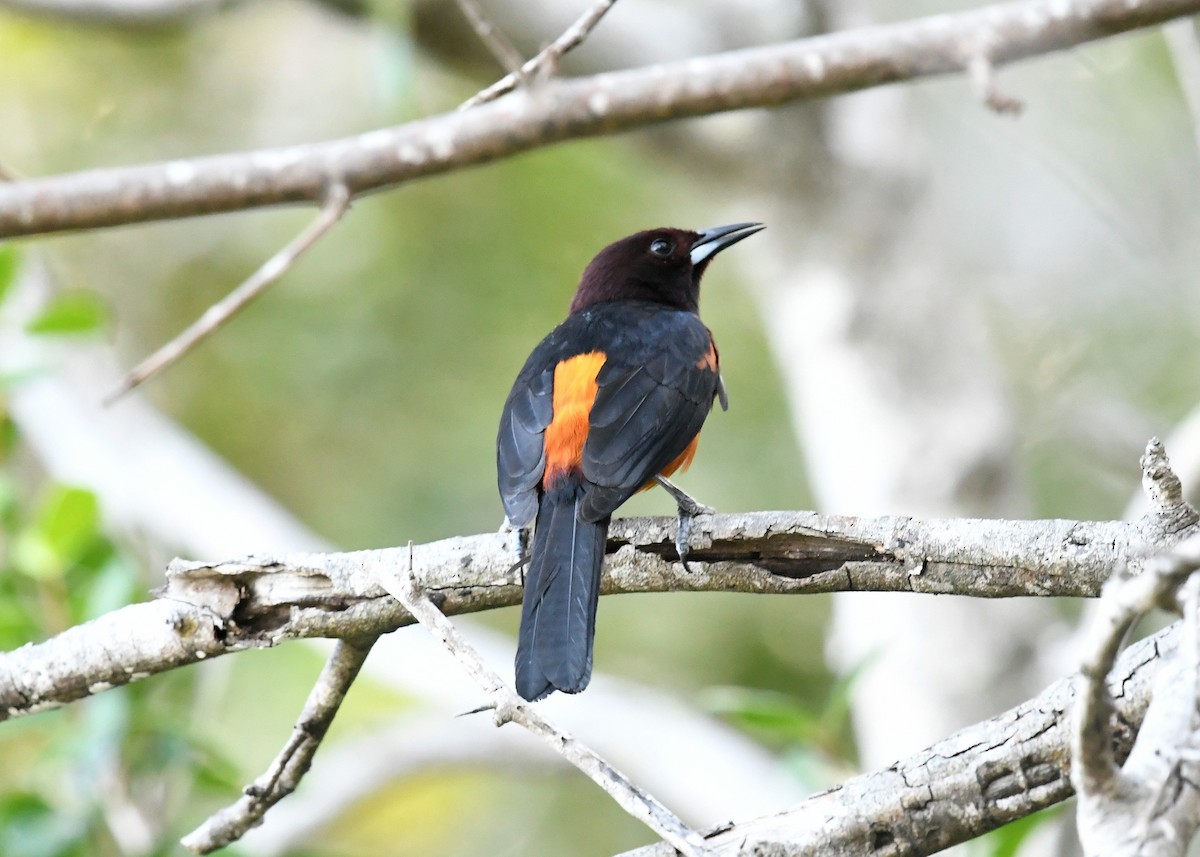 Martinique Oriole - ML547867961