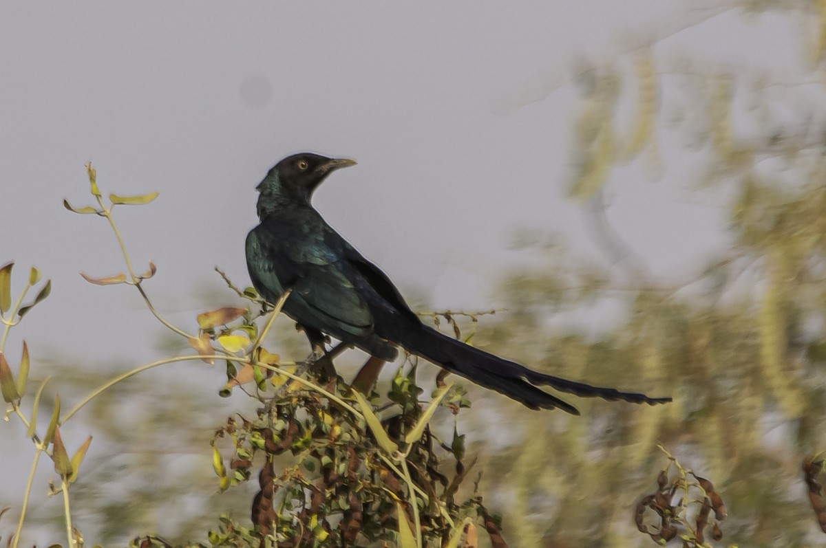 Long-tailed Glossy Starling - ML547868761