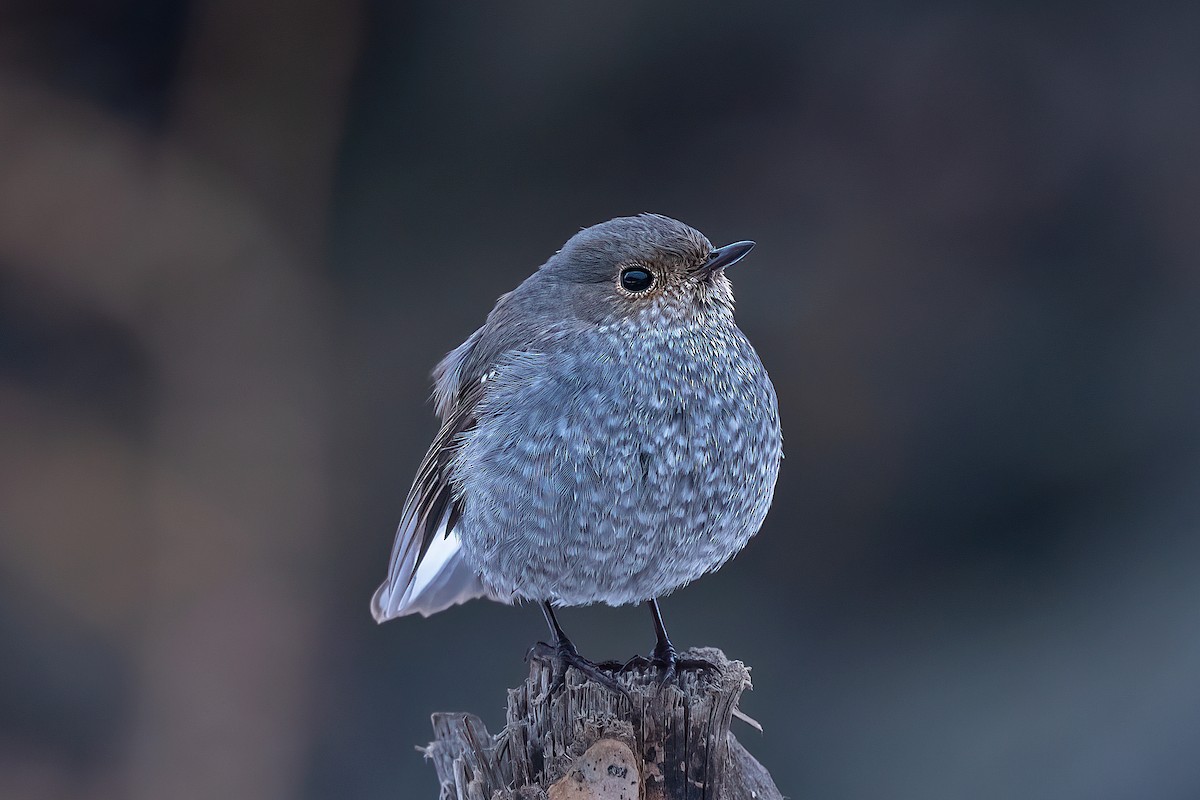 Plumbeous Redstart - Rajkumar Das