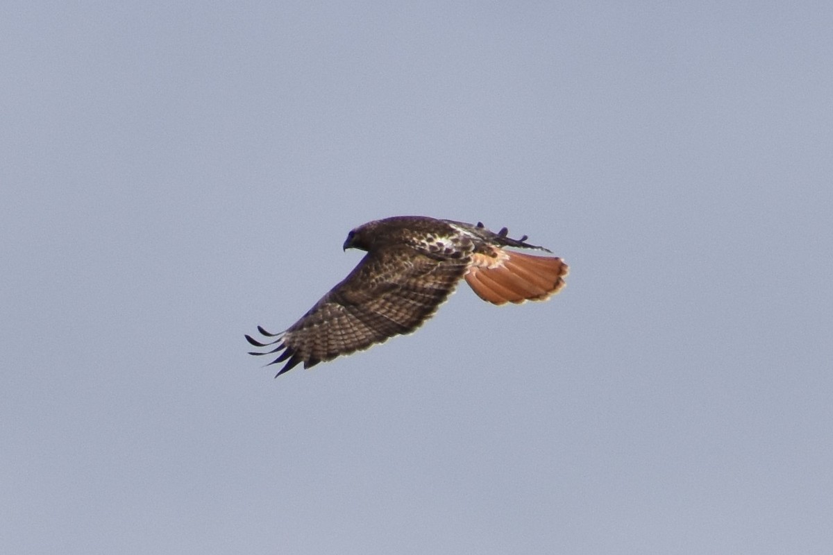 Red-tailed Hawk - ML547869391