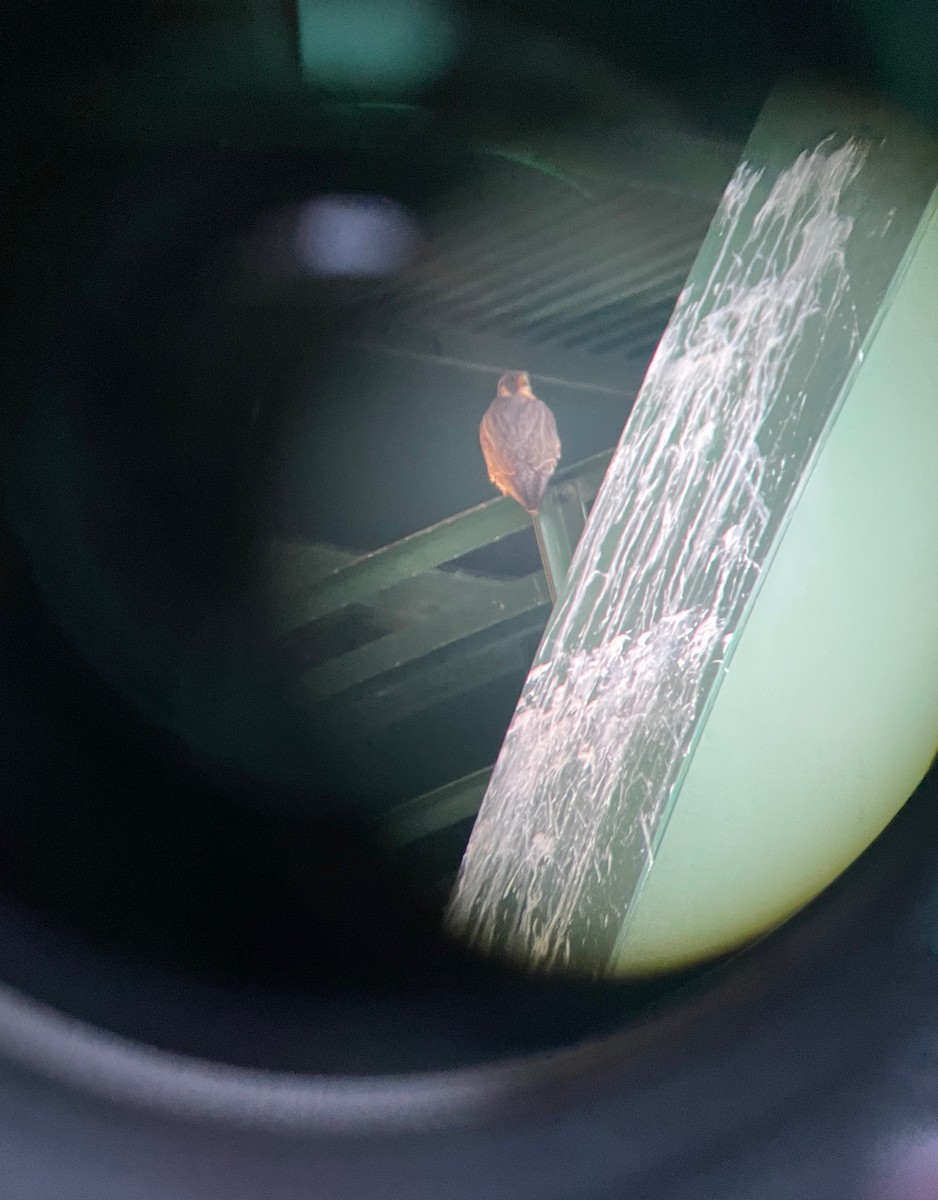 Peregrine Falcon - ML547870081