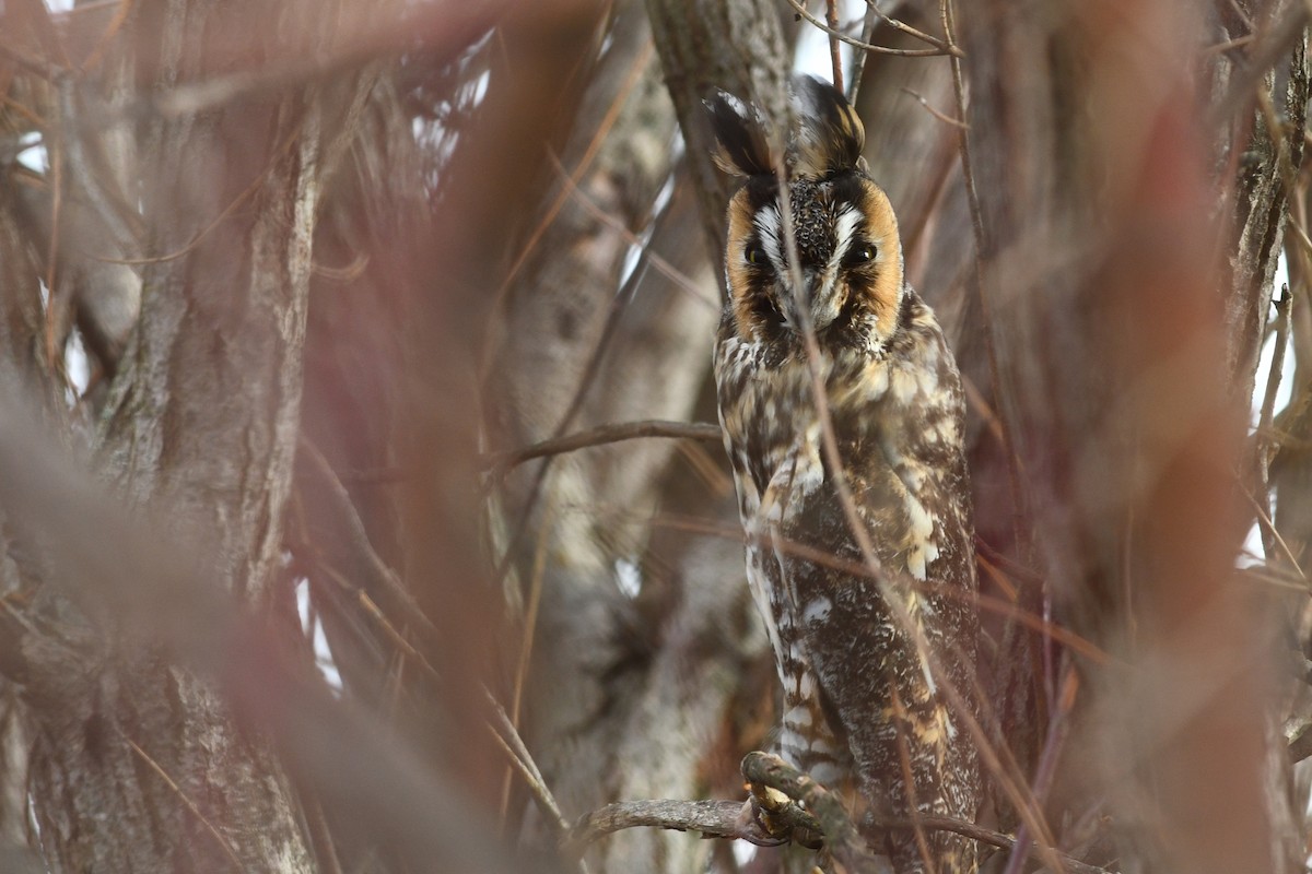 Long-eared Owl - David M. Bell