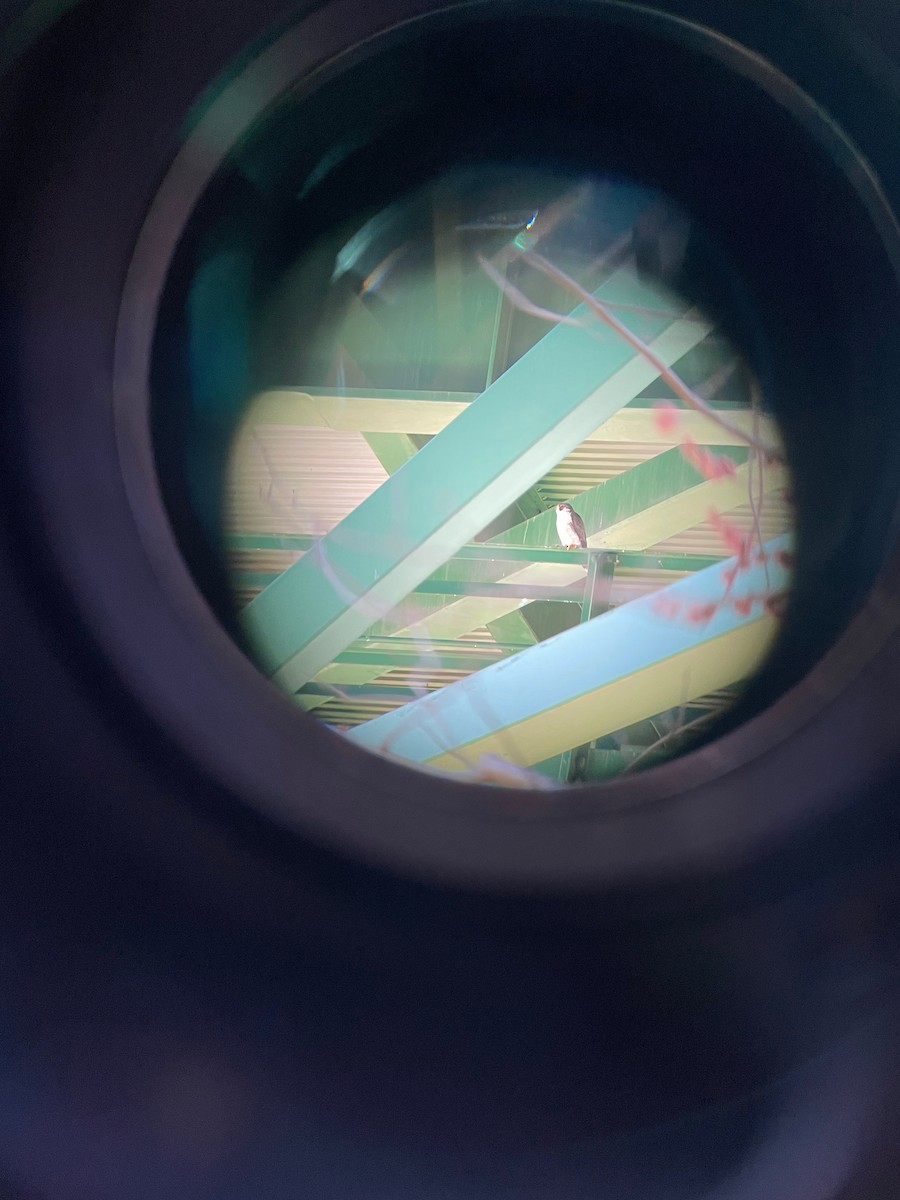 Peregrine Falcon - ML547871401