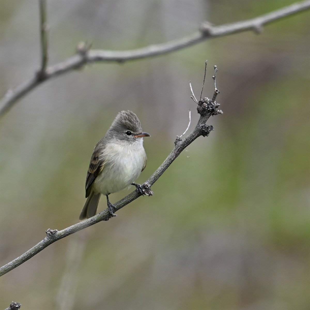 Northern Beardless-Tyrannulet - ML547872741