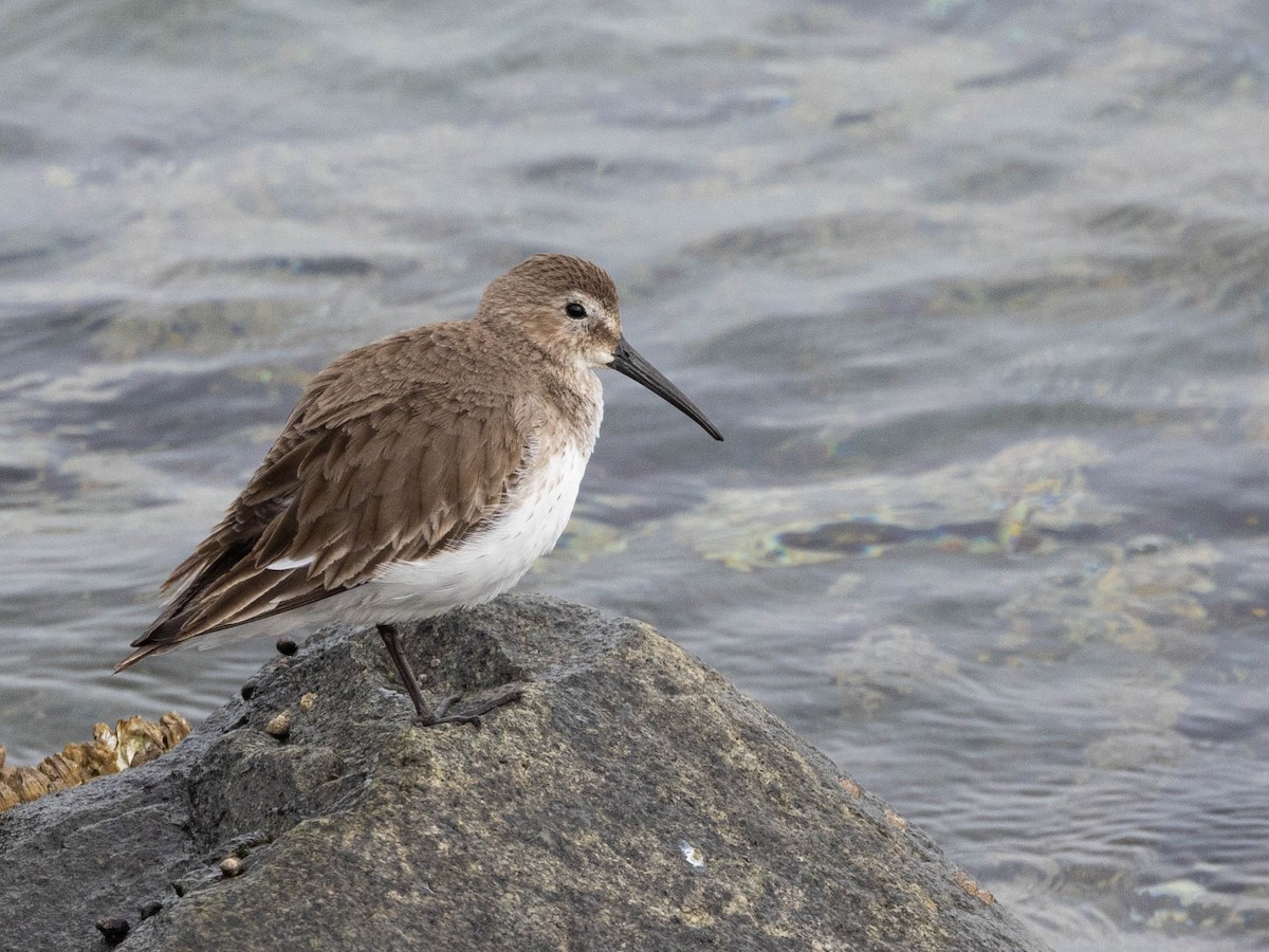 Dunlin - Andy DeBroux