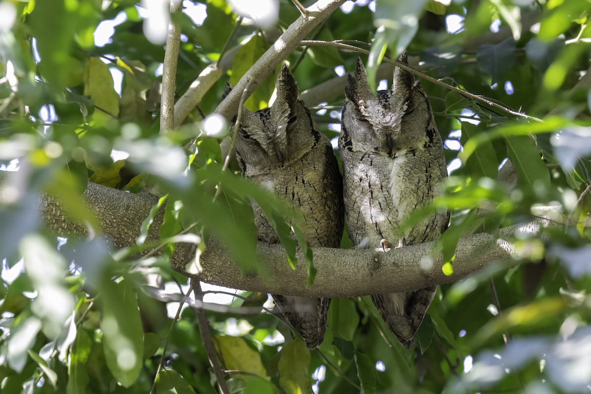 Indian Scops-Owl - ML547873951