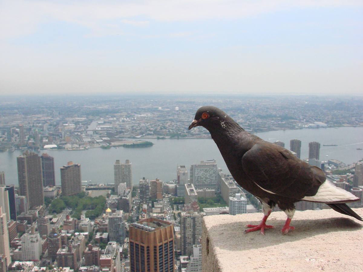 Rock Pigeon (Feral Pigeon) - ML547874491