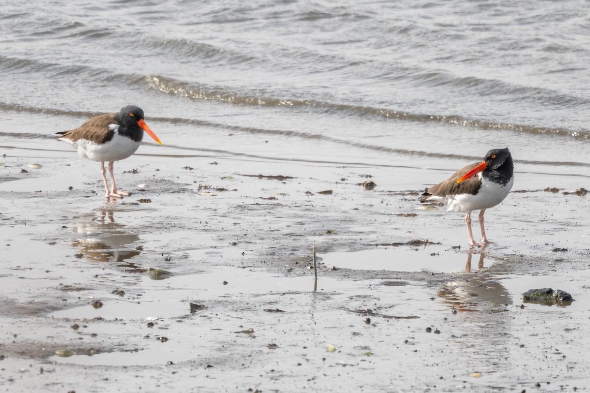 American Oystercatcher - ML547875551