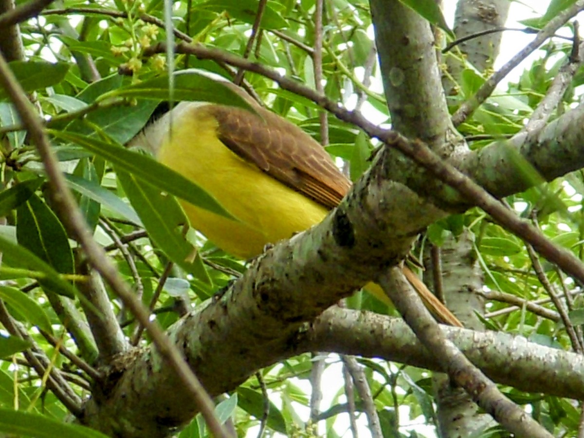 Great Kiskadee - Sundar Lakshmanan