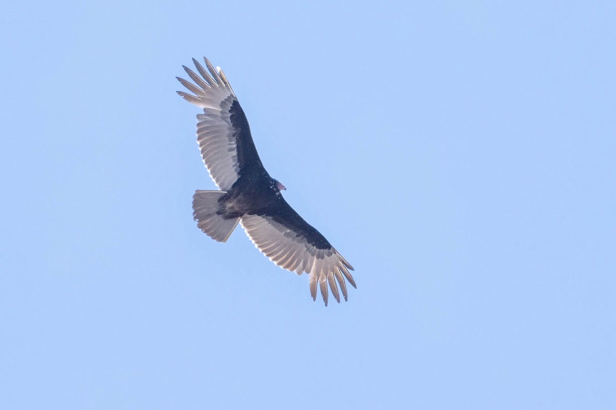 Turkey Vulture - ML547875991