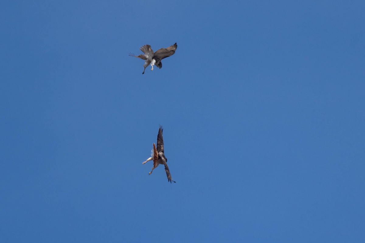 Red-tailed Hawk - ML547876001