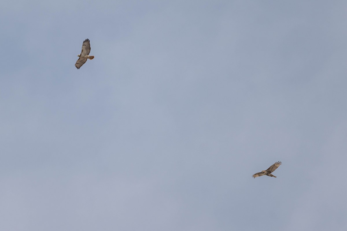 Red-tailed Hawk - ML547876021