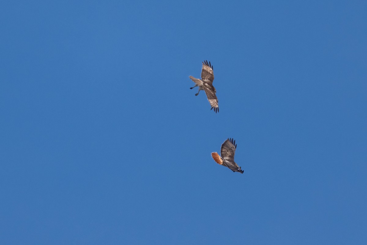 Red-tailed Hawk - ML547876031