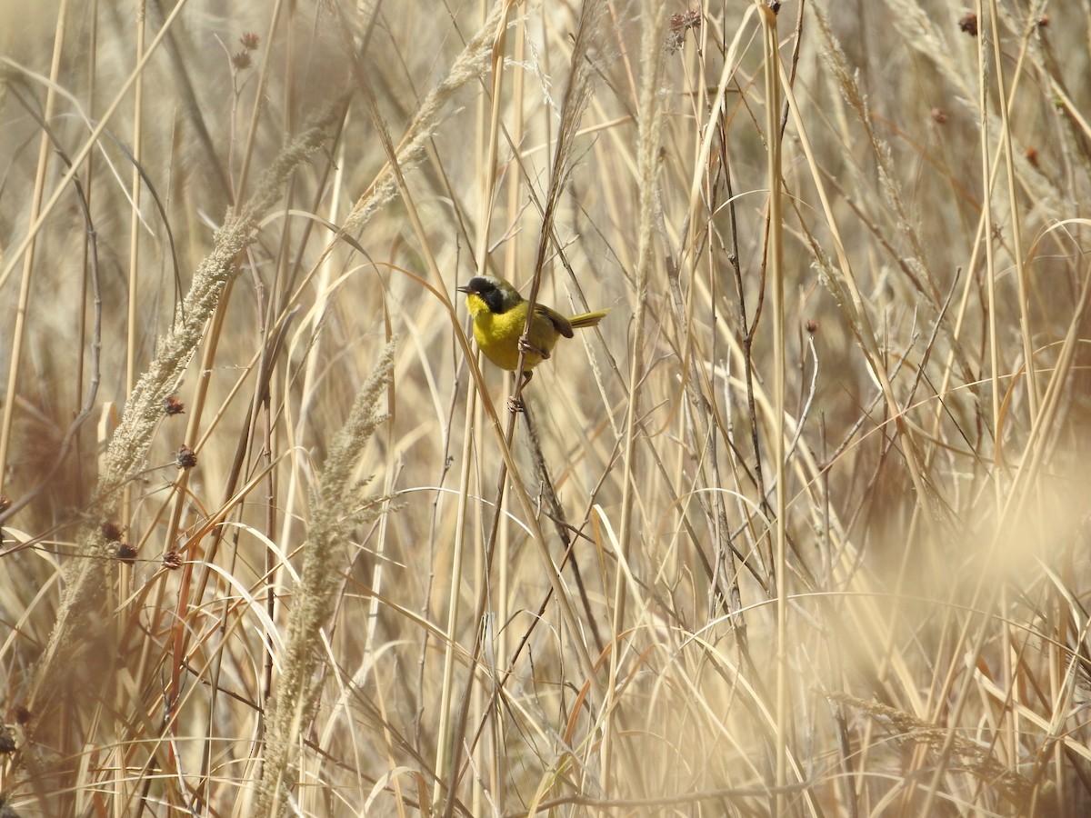 Hooded Yellowthroat - ML547877221