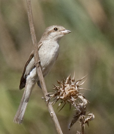 セアカモズ - ML547877341