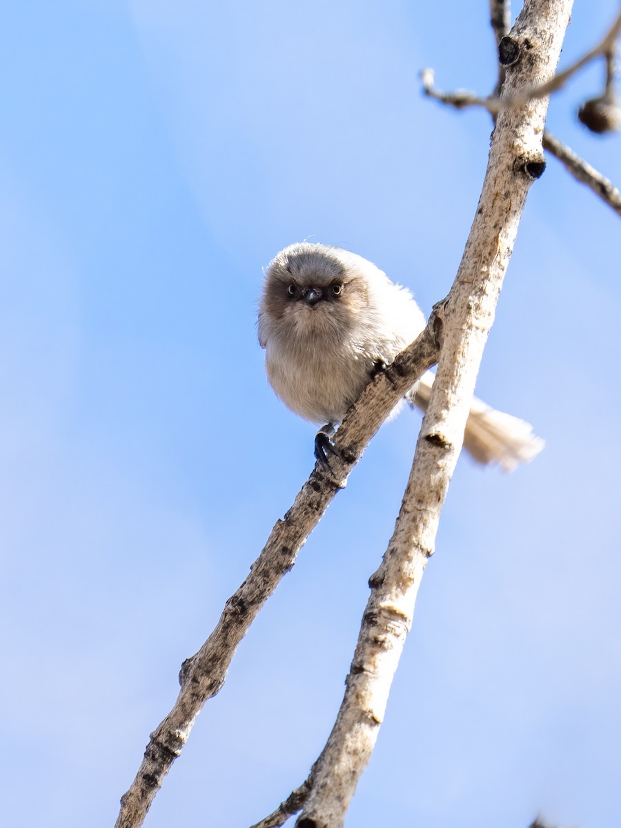 Bushtit - ML547877771