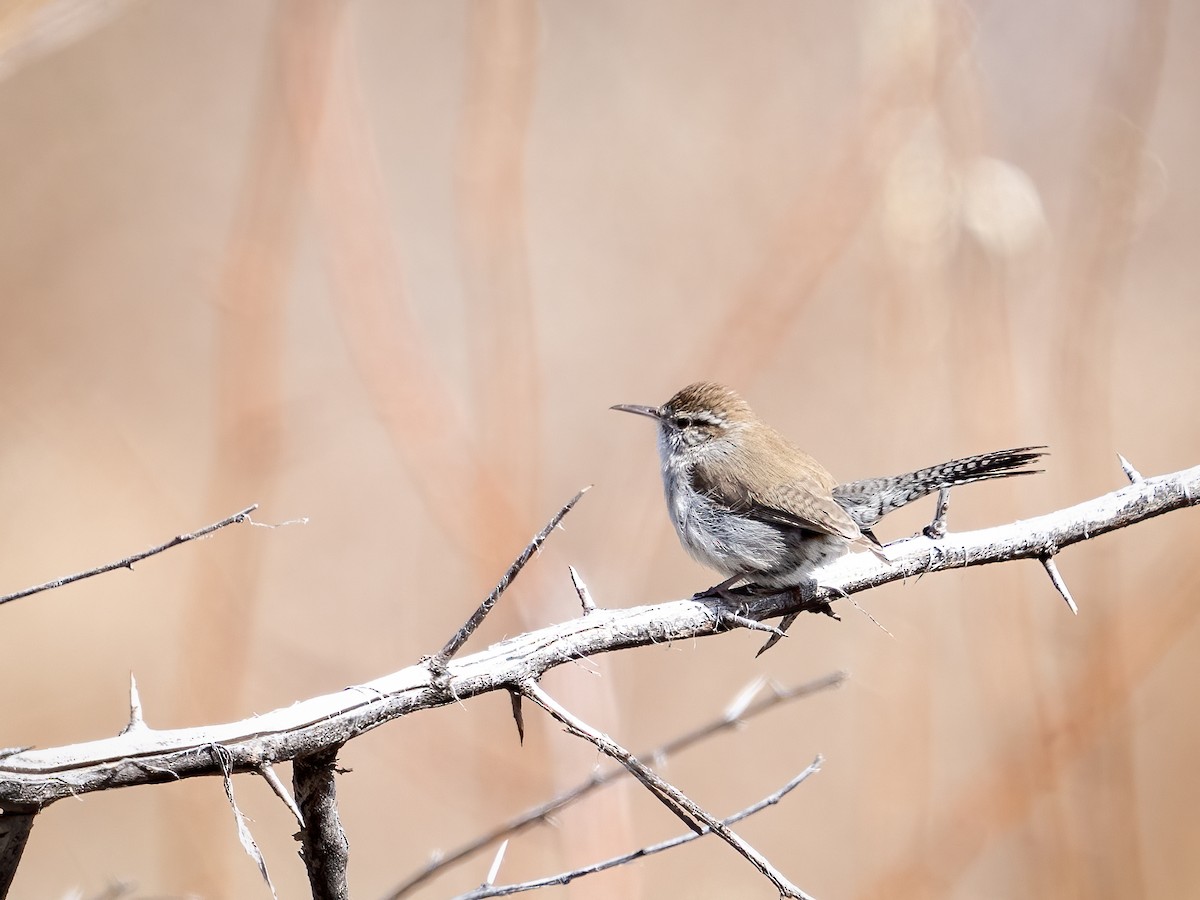 Bewick's Wren - ML547877861