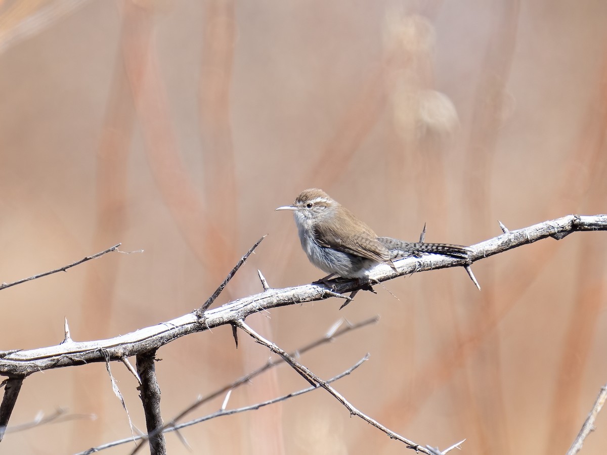 Bewick's Wren - ML547877871