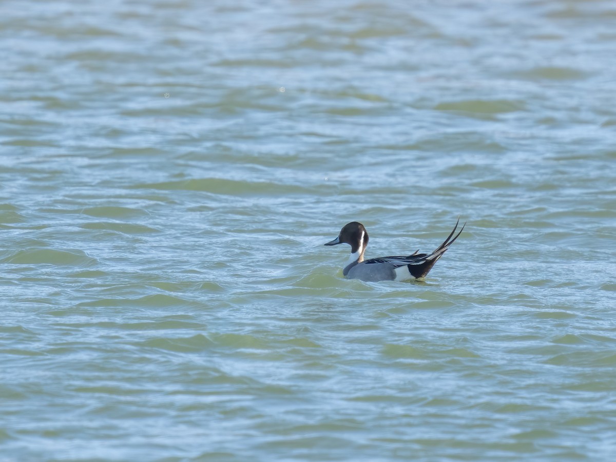 Northern Pintail - ML547878981