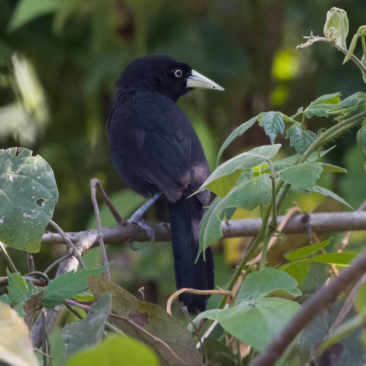 Yellow-billed Cacique - ML547879461