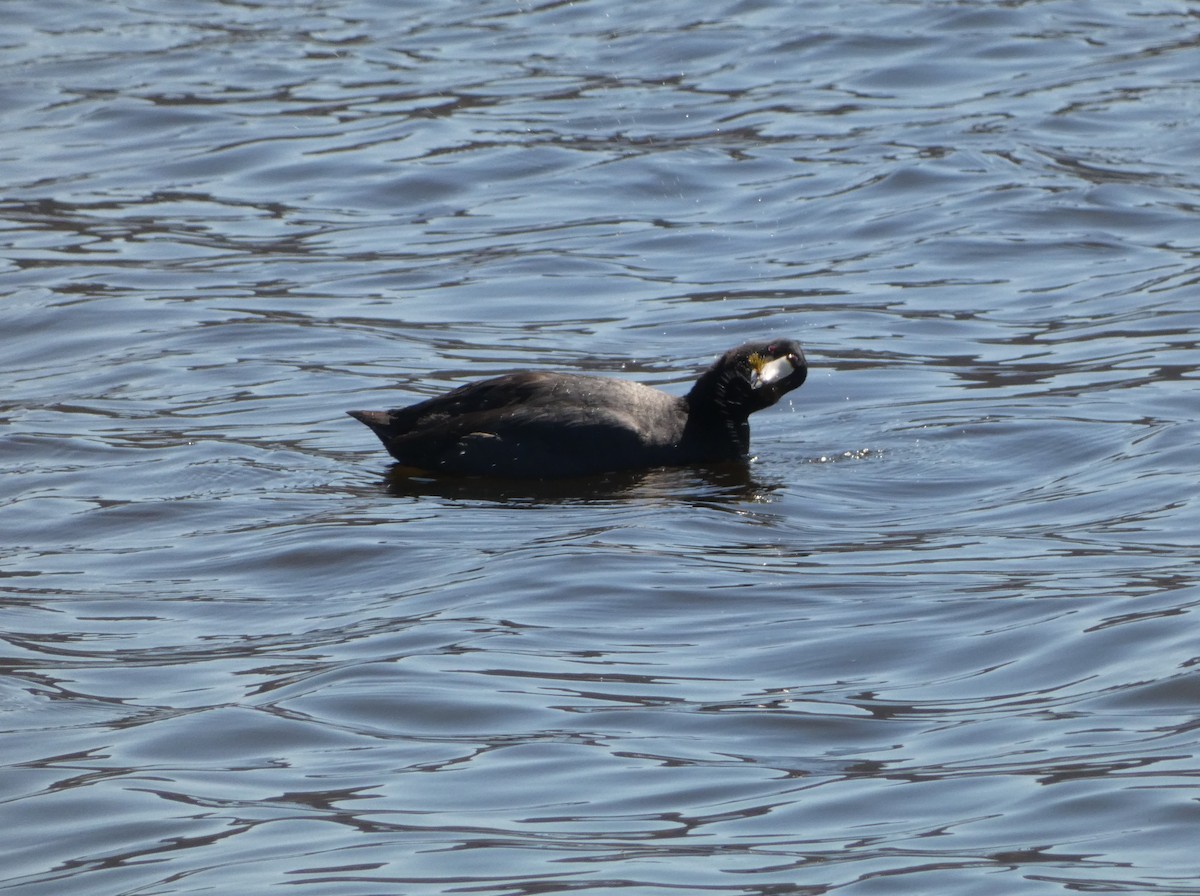 American Coot - ML547879661