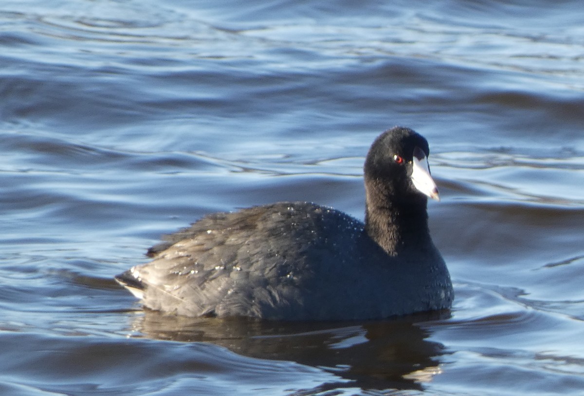 American Coot - Anonymous