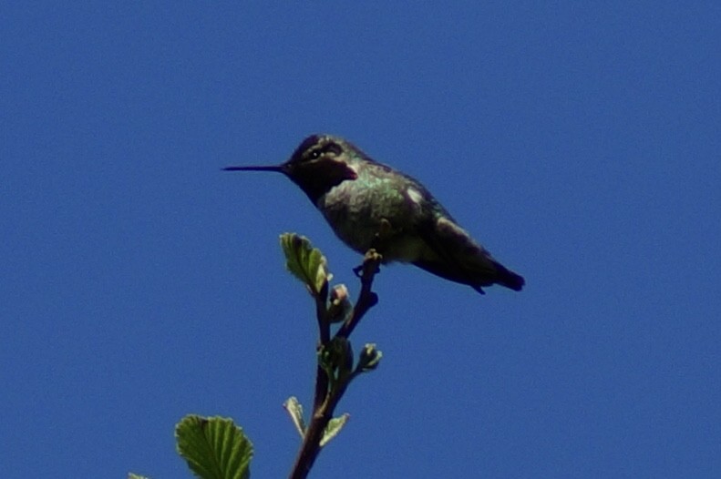 Anna's Hummingbird - Randy Wardle