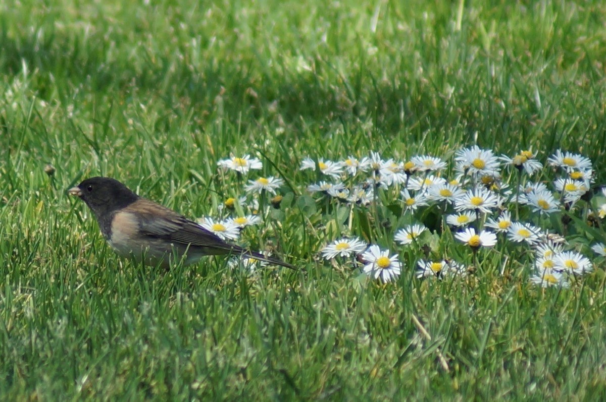 Dark-eyed Junco - Randy Wardle