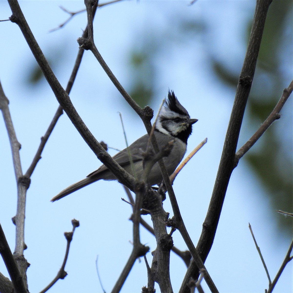 Bridled Titmouse - ML547880511