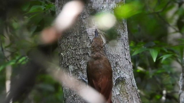 Northern Barred-Woodcreeper - ML547880671