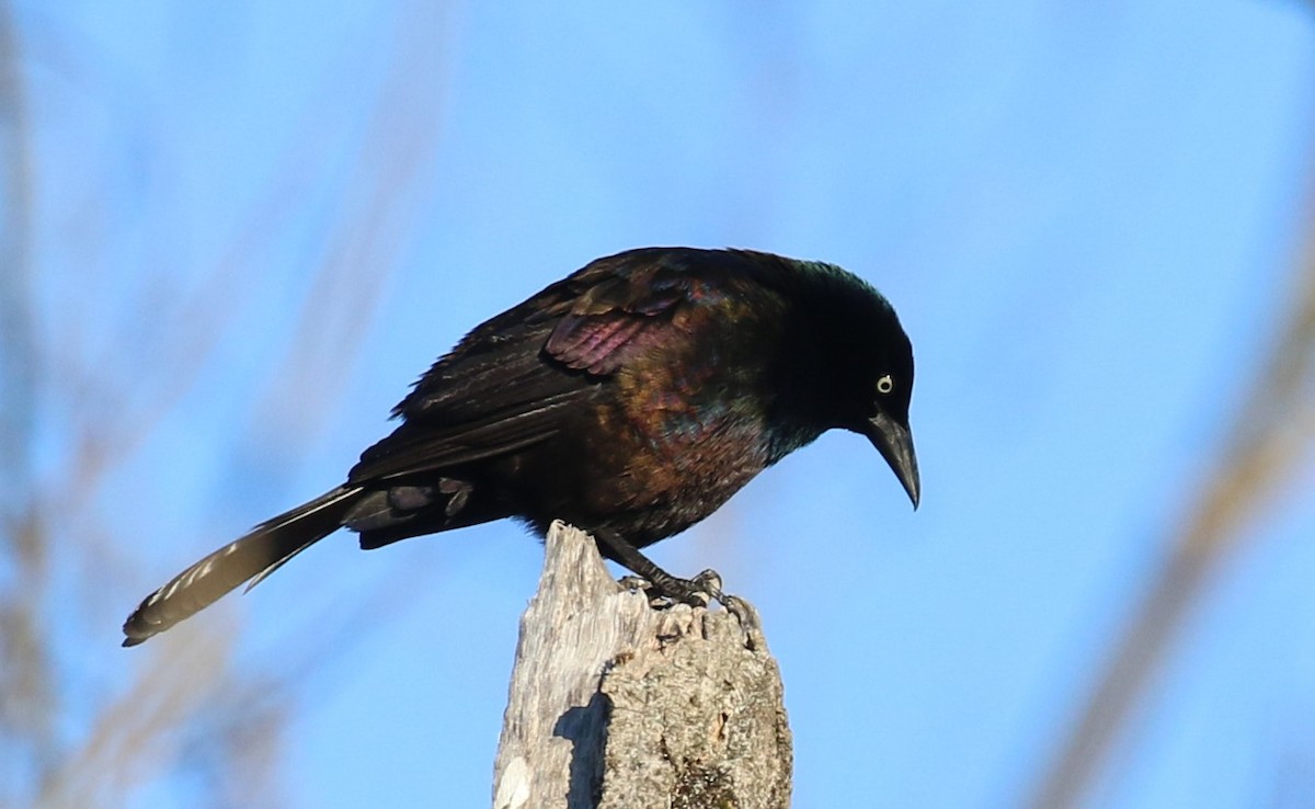 Common Grackle - ML547880721