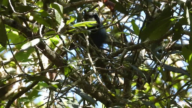 White-throated Jay - ML547882121