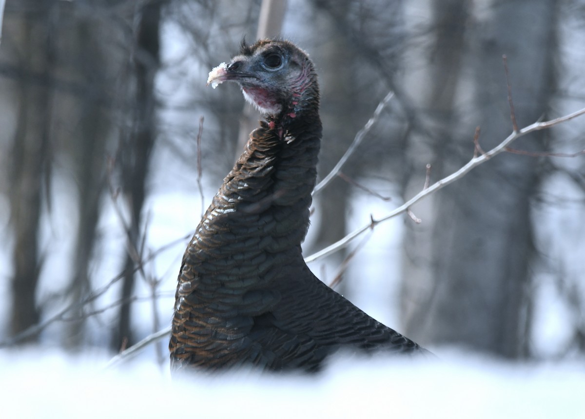 Wild Turkey - ML547882181