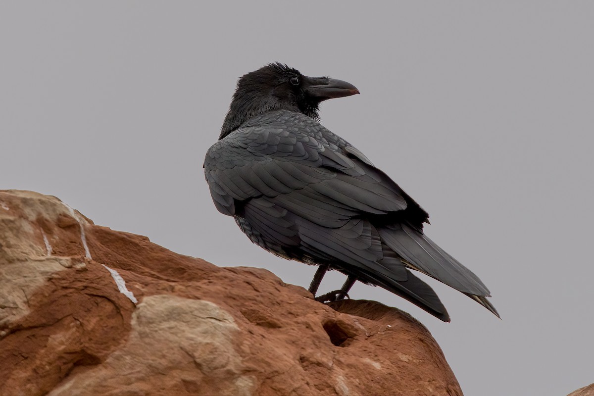 Common Raven - Kevin Leonard