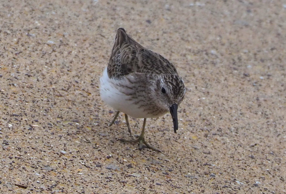 Least Sandpiper - Jeff Blair