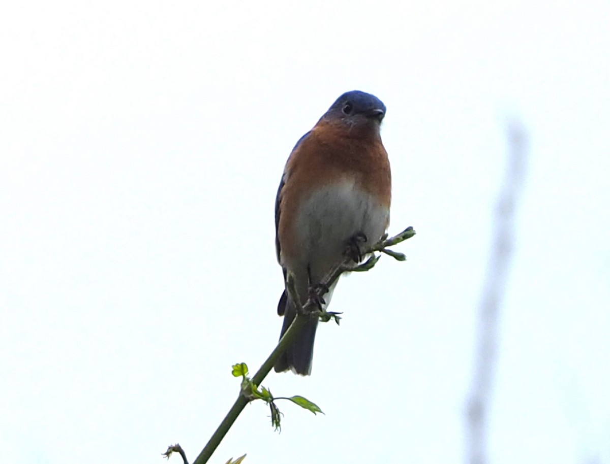 Eastern Bluebird - Jeff Blair