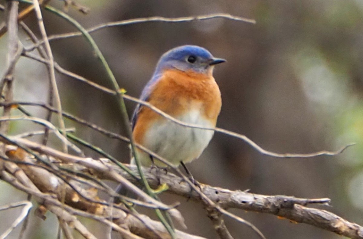 Eastern Bluebird - ML547882741