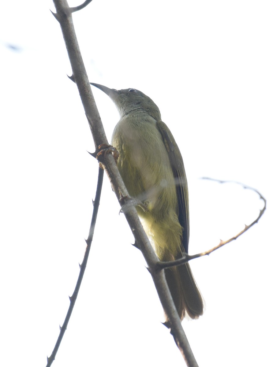 Plain Sunbird - ML547883281