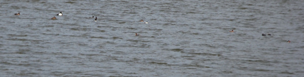 Greater/Lesser Scaup - ML54788331