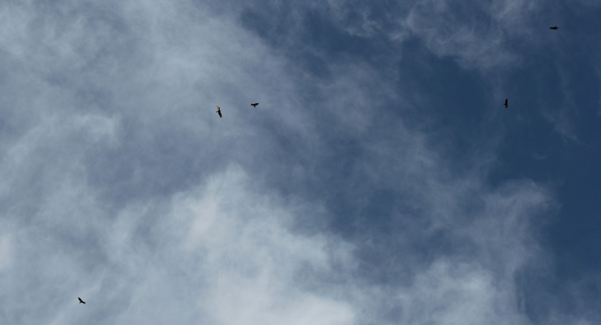 Turkey Vulture - ML54788431