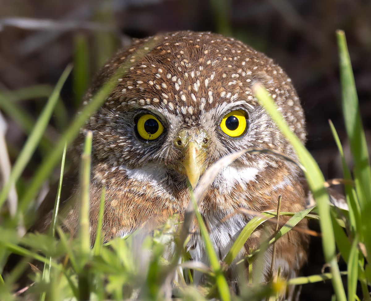 Northern Pygmy-Owl - Mark Sawyer