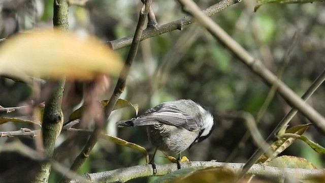 Mexican Chickadee - ML547884801