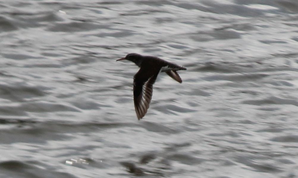 Spotted Sandpiper - ML54788501