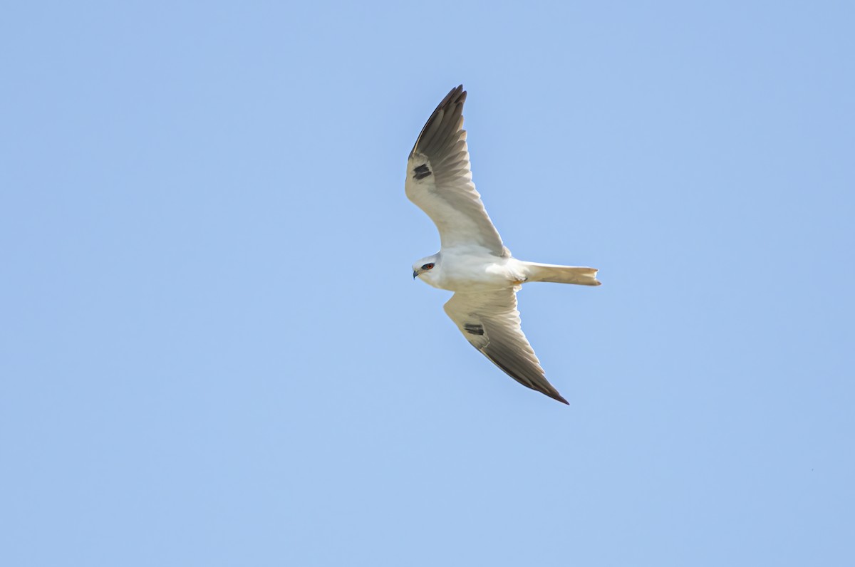 White-tailed Kite - Noah Brinkman